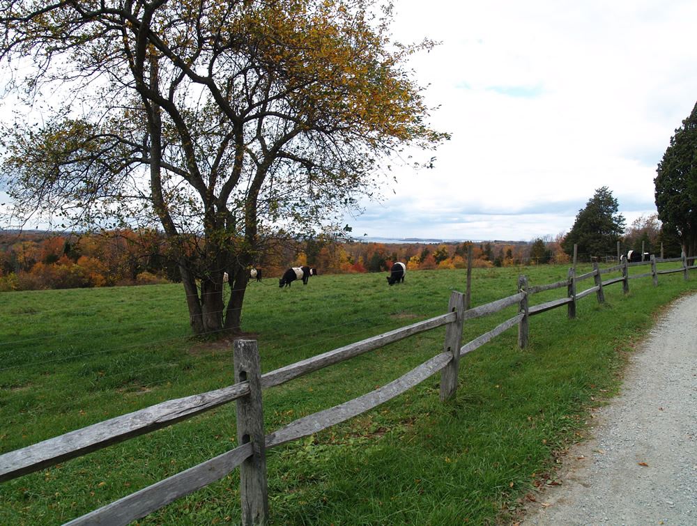 Belted Galloway cows in the pasture 5